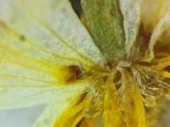 Ranunculus subrigidus