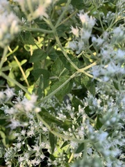 Eupatorium cordigerum