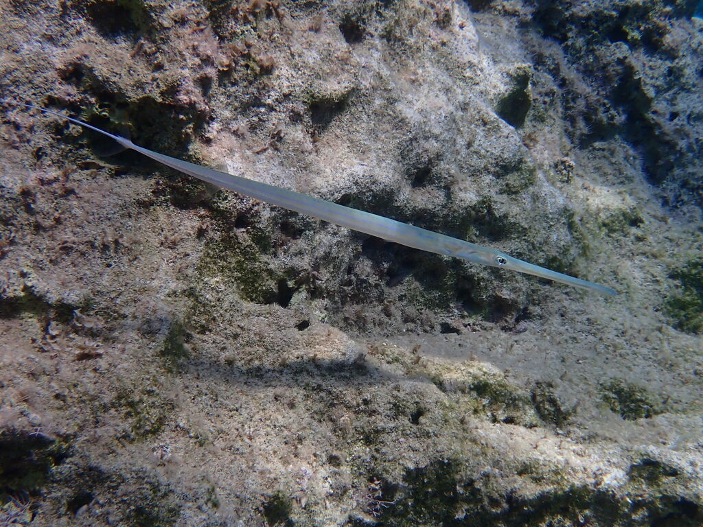 Bluespotted Cornetfish
