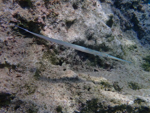 Bluespotted Cornetfish