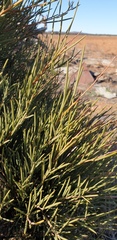 Acacia rigens