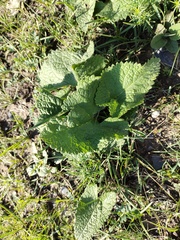 Phlomoides tuberosa