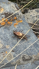 Psorodonotus