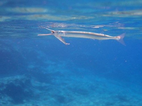 Garfish balığı