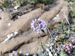 Ziziphora clinopodioides