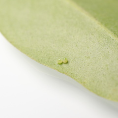 Abisara echerius