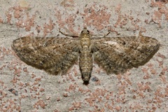 Eupithecia millefoliata