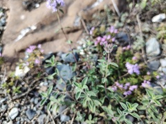 Ziziphora clinopodioides