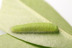 Abisara echerius