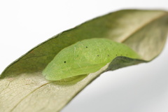 Abisara echerius