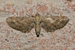 Eupithecia millefoliata