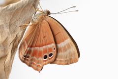 Abisara echerius