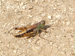 Chorthippus alticola