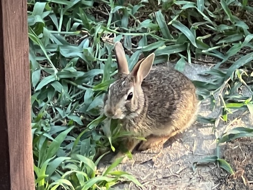 Eastern Cottontail photographed in Arkansas