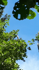 Ardea cinerea