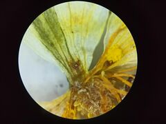 Ranunculus subrigidus