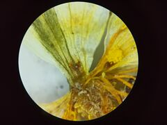 Ranunculus subrigidus