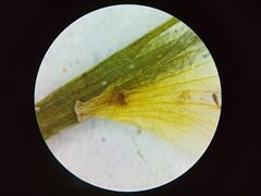 Ranunculus subrigidus