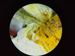 Ranunculus subrigidus