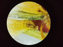 Ranunculus subrigidus