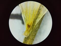 Ranunculus subrigidus