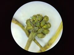 Ranunculus subrigidus