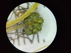 Ranunculus subrigidus