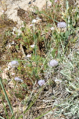 Jasione maritima