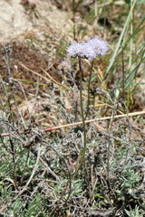 Jasione maritima