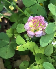 Trifolium grandiflorum