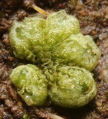 Monocarpus sphaerocarpus