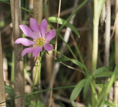 Sabatia dodecandra