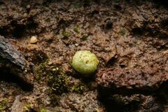 Monocarpus sphaerocarpus