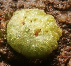 Monocarpus sphaerocarpus