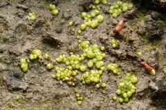 Monocarpus sphaerocarpus