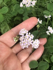 Achillea asiatica