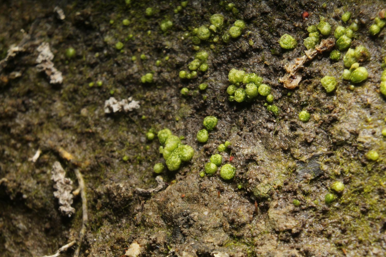 Monocarpus sphaerocarpus