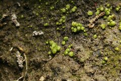 Monocarpus sphaerocarpus