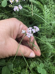 Achillea asiatica