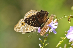 Junonia lemonias aenaria