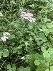 Achillea asiatica