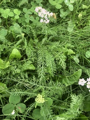 Achillea asiatica