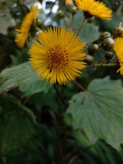 Munnozia karstenii