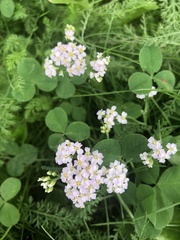 Achillea asiatica