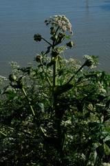 Angelica heterocarpa