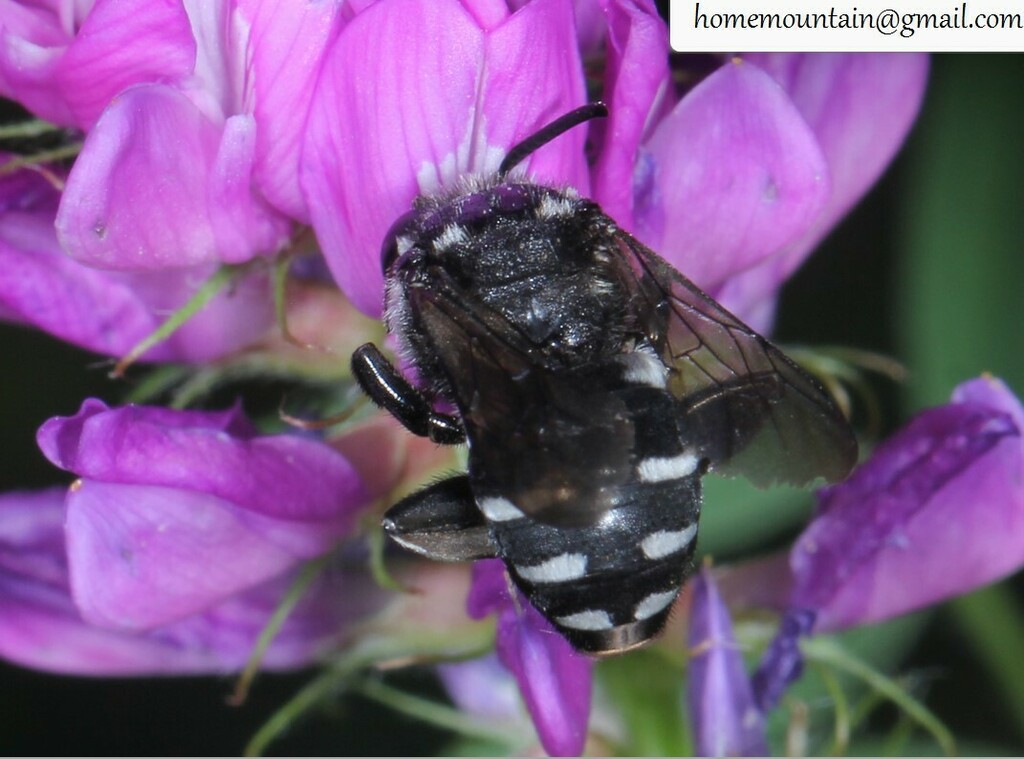 Ammobatoides radoszkowskii