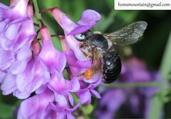 Melitturga mongolica