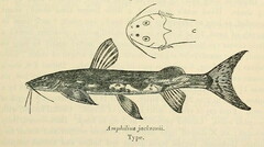 Marbled Mountain Catfish photo 3