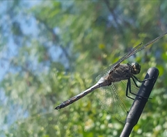Orthetrum cancellatum