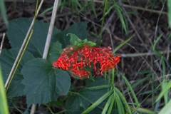 Clerodendrum paniculatum